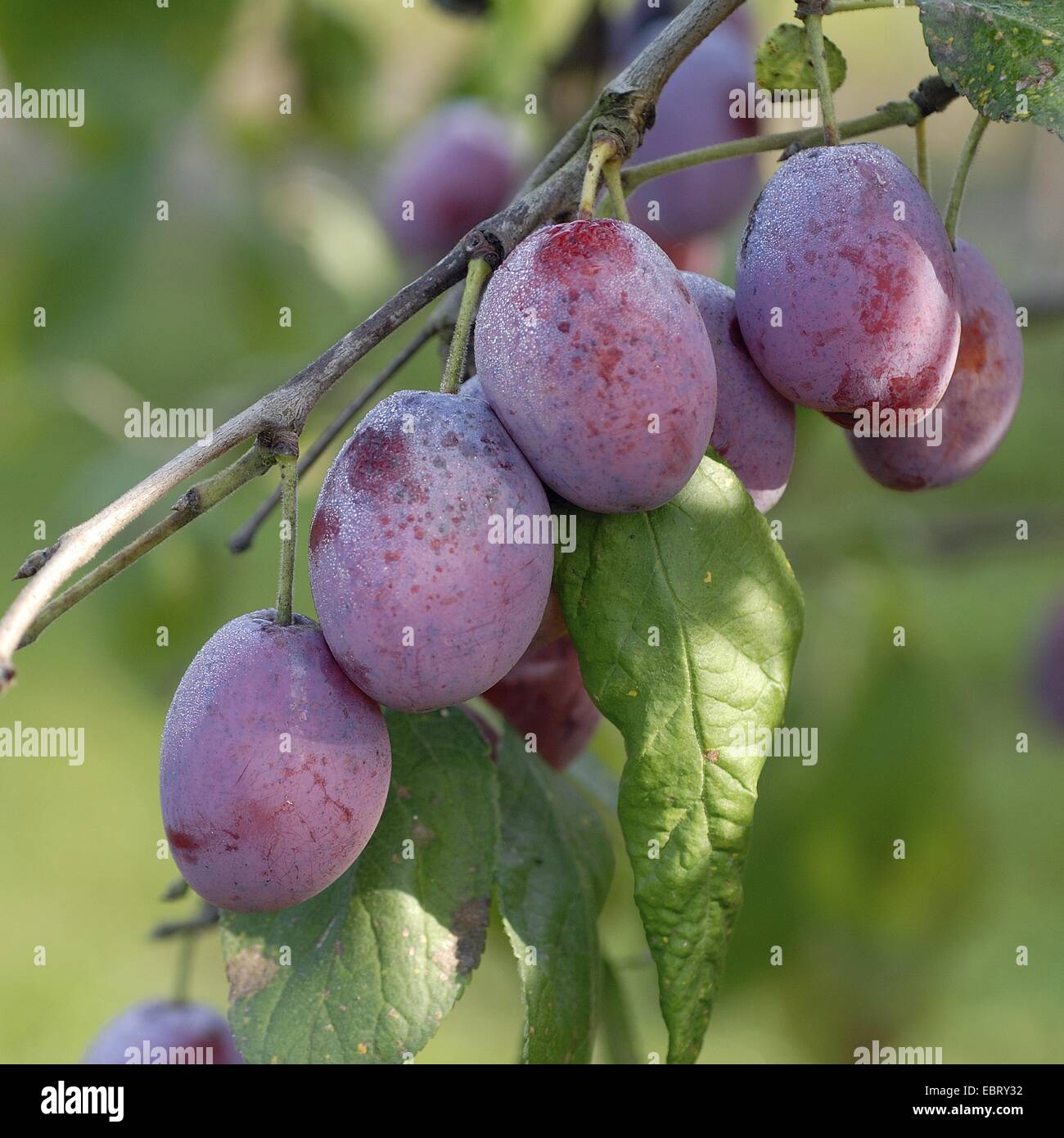 Prunier européen (Prunus domestica 'Koenigin Viktoria', Prunus domestica Koenigin Viktoria), le cultivar Koenigin Viktoria Banque D'Images