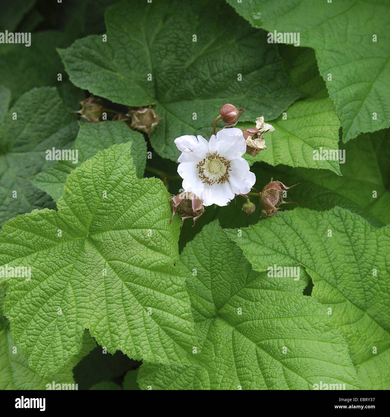 Dé à l'ouest, ronce à berry (Rubus parviflorus), blooming Banque D'Images