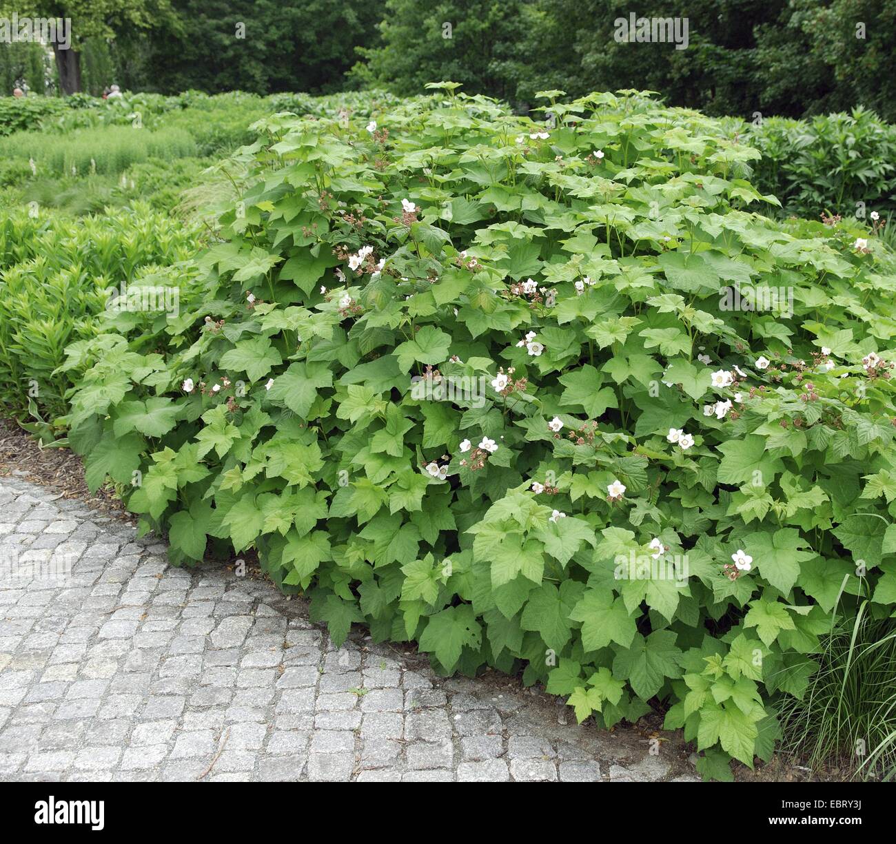 Dé à l'ouest, ronce à berry (Rubus parviflorus), blooming Banque D'Images