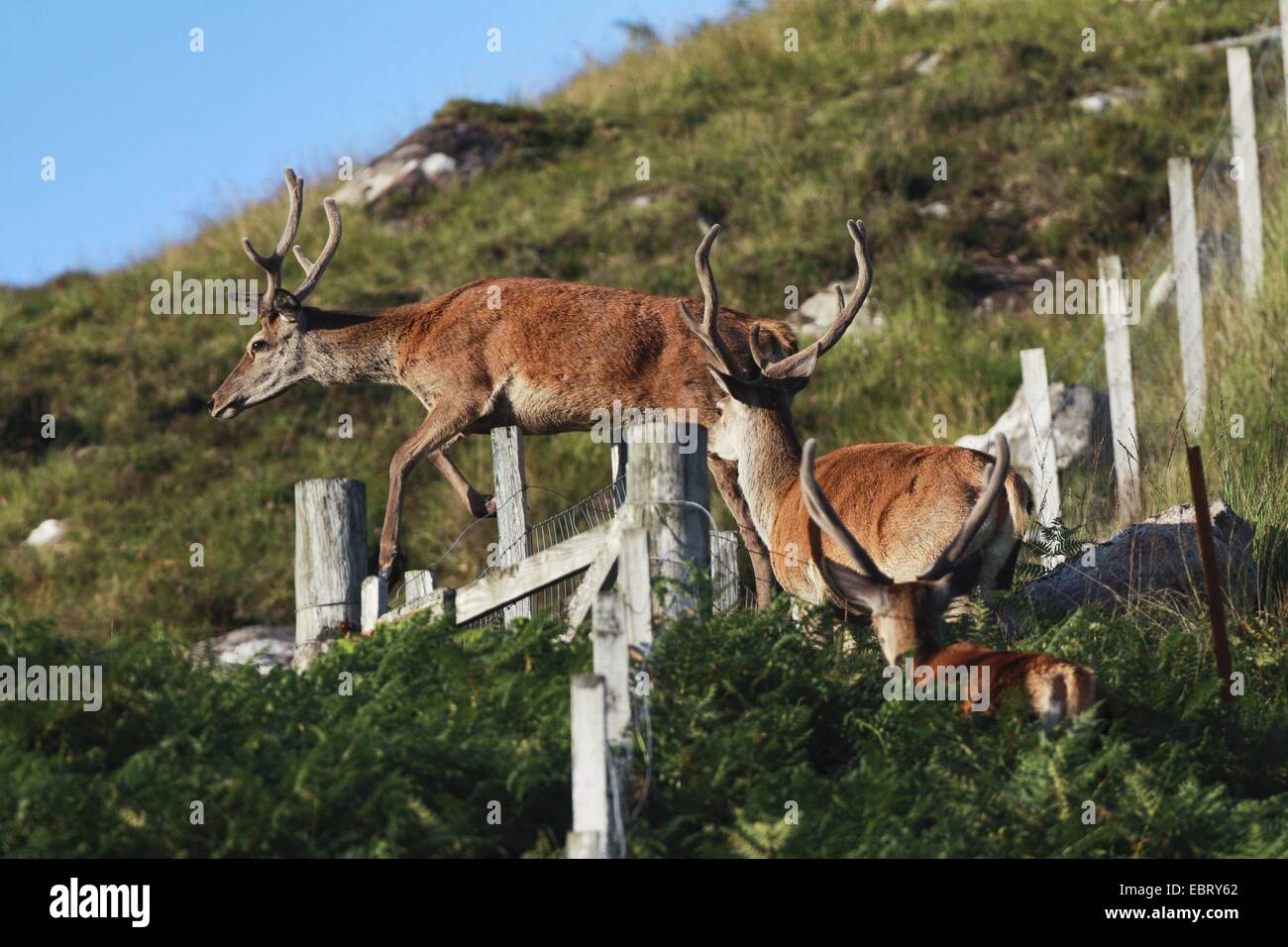 Red Deer (Cervus elaphus), sautant par dessus une clôture, Royaume-Uni, Ecosse Banque D'Images