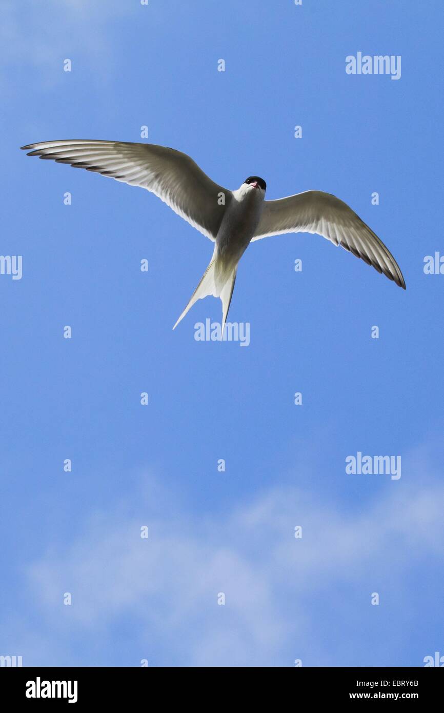 Sterne arctique (Sterna paradisaea), voler, Royaume-Uni, Ecosse Banque D'Images