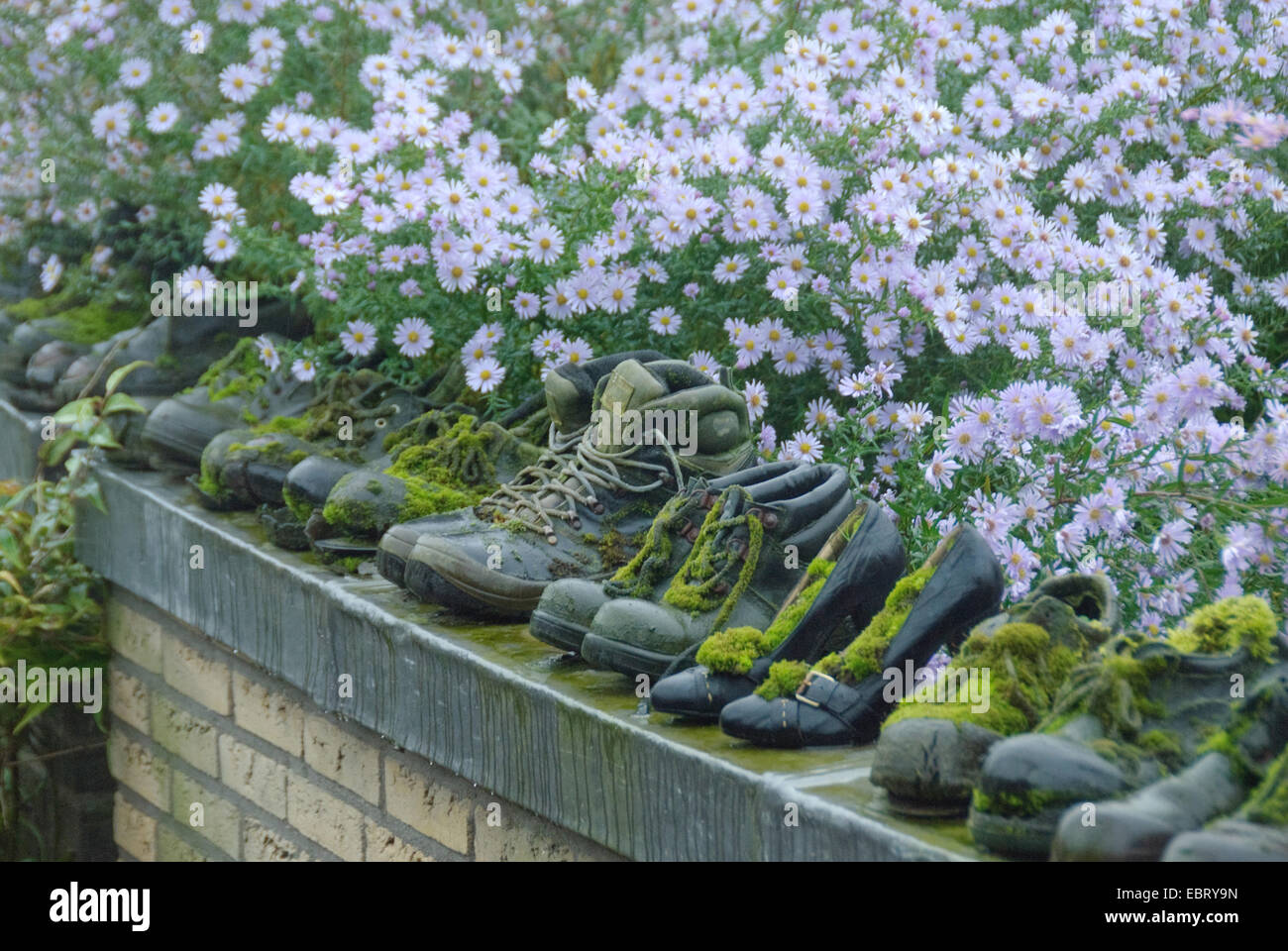 Chaussures jardin moussu sur un mur dans le jardin Banque D'Images