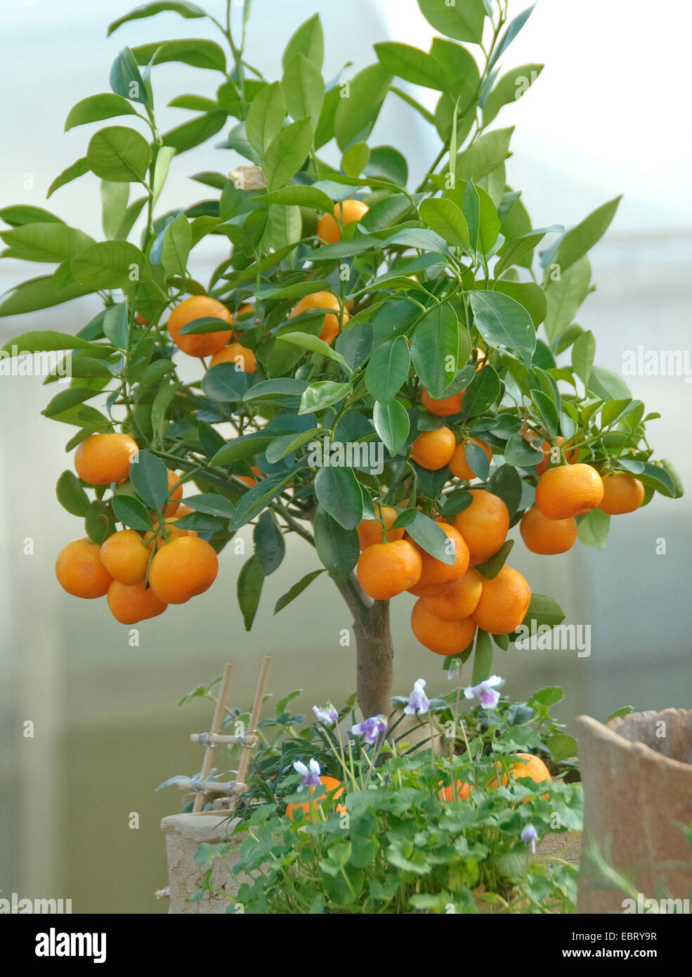 Calamondine (Citrofortunella microcarpa, les agrumes Citrus fortunella, mitis), avec des fruits Banque D'Images