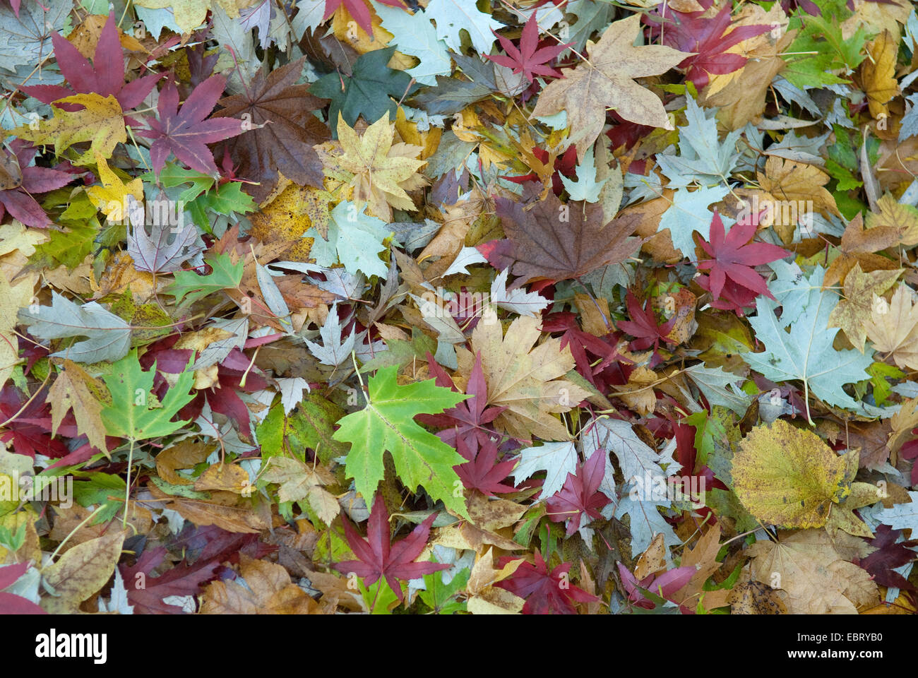 L'érable argenté, l'érable blanc, érable piqué (Acer saccharinum), feuilles d'érable de difefrent espèce en automne Banque D'Images