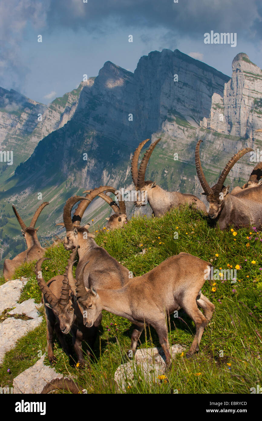 Bouquetin des Alpes (Capra ibex, Capra ibex ibex), groupe de bouquetins dans les Alpes Suisses, Suisse, Toggenburg, Chaeserrugg Banque D'Images