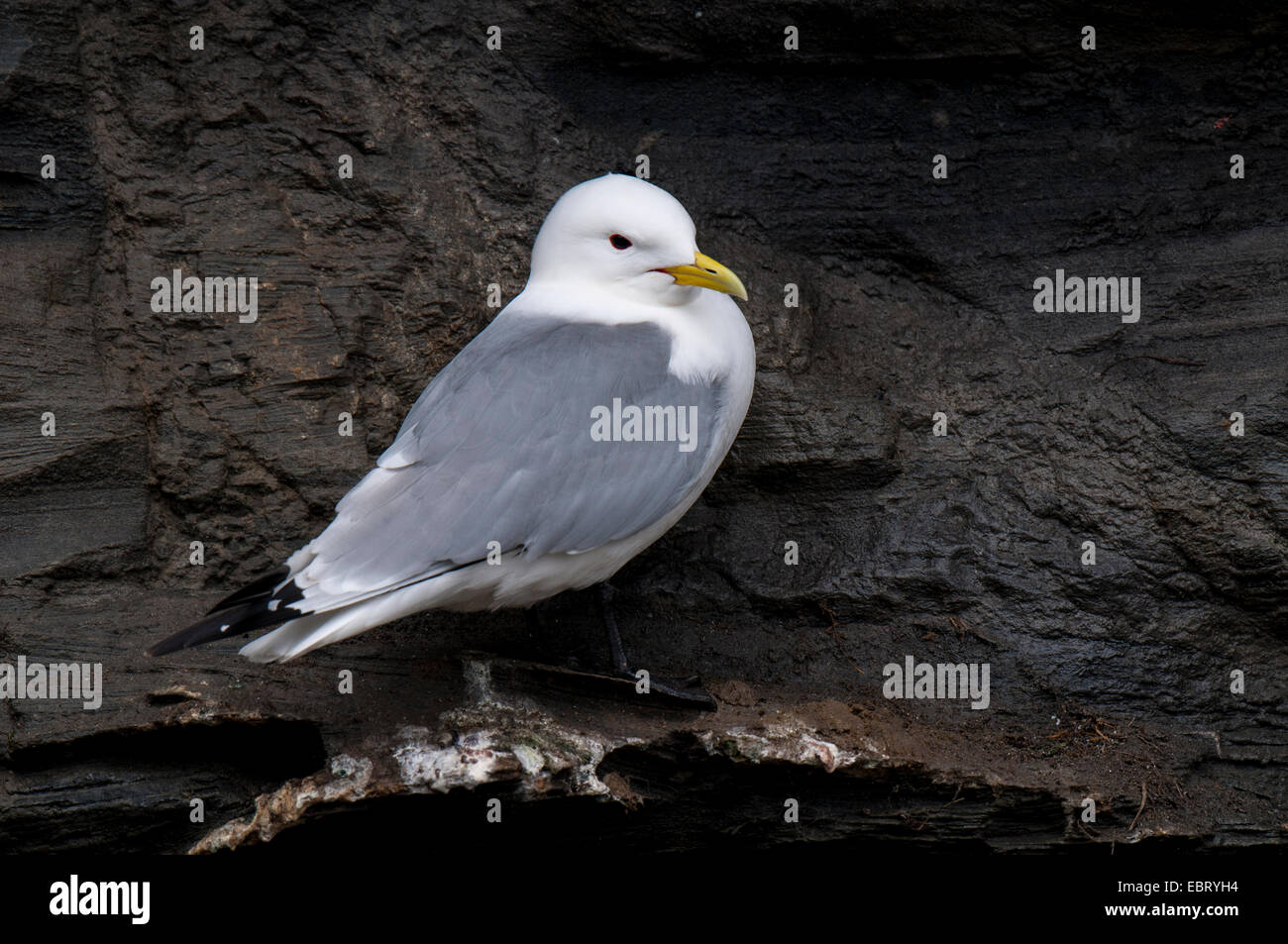 Mouette tridactyle (Rissa tridactyla) adulte, perché sur une corniche sur une falaise près de Howick, dans le Northumberland. Mai. Banque D'Images