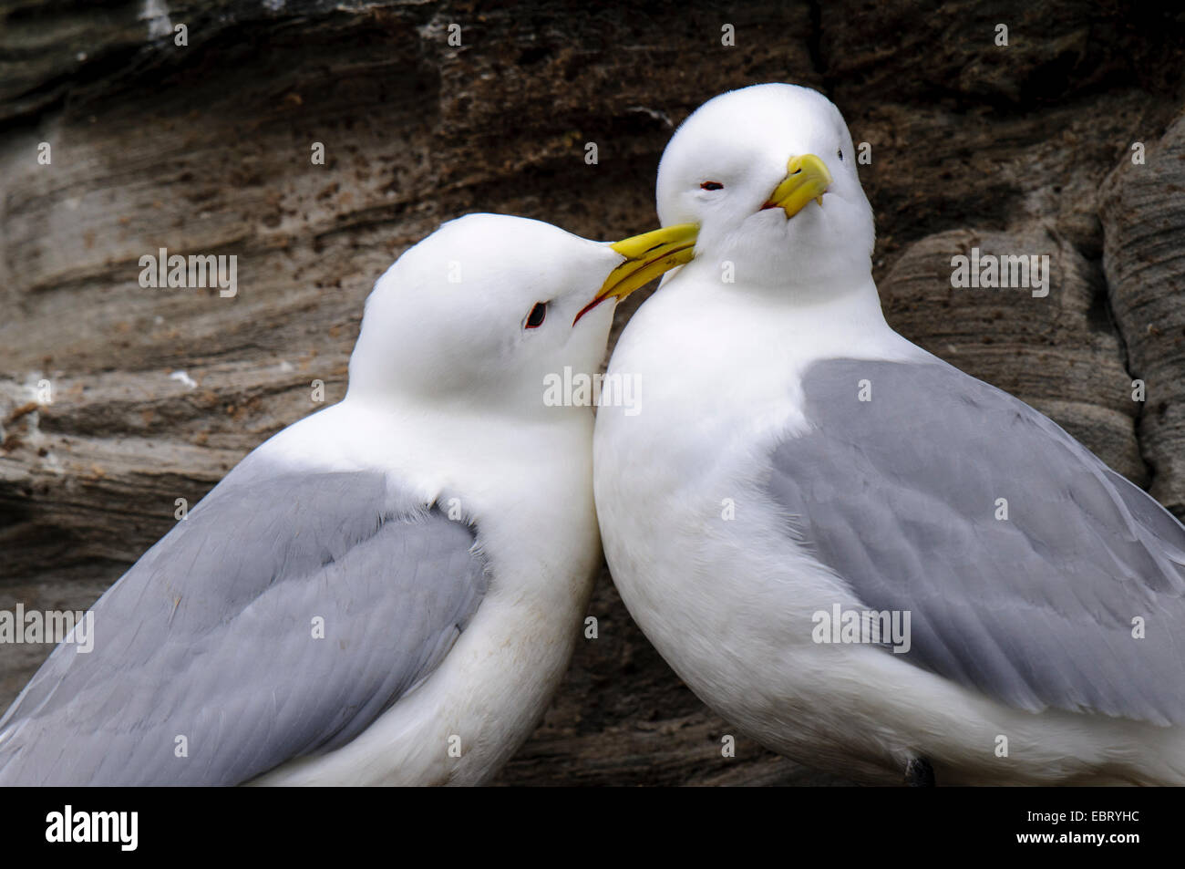 Mouette tridactyle (Rissa tridactyla) paire adultes engagés dans l'entraide au lissage et pair bonding sur une falaise rocheuse près de Howick, Northumberlan Banque D'Images