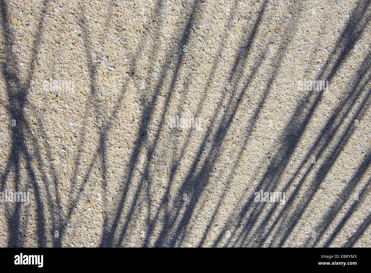 Bent Grass ; Ammophile Ammophile ; (Ammophila), l'ombre de l'ammophile sur la plage, Royaume-Uni, Ecosse, Sutherland Banque D'Images
