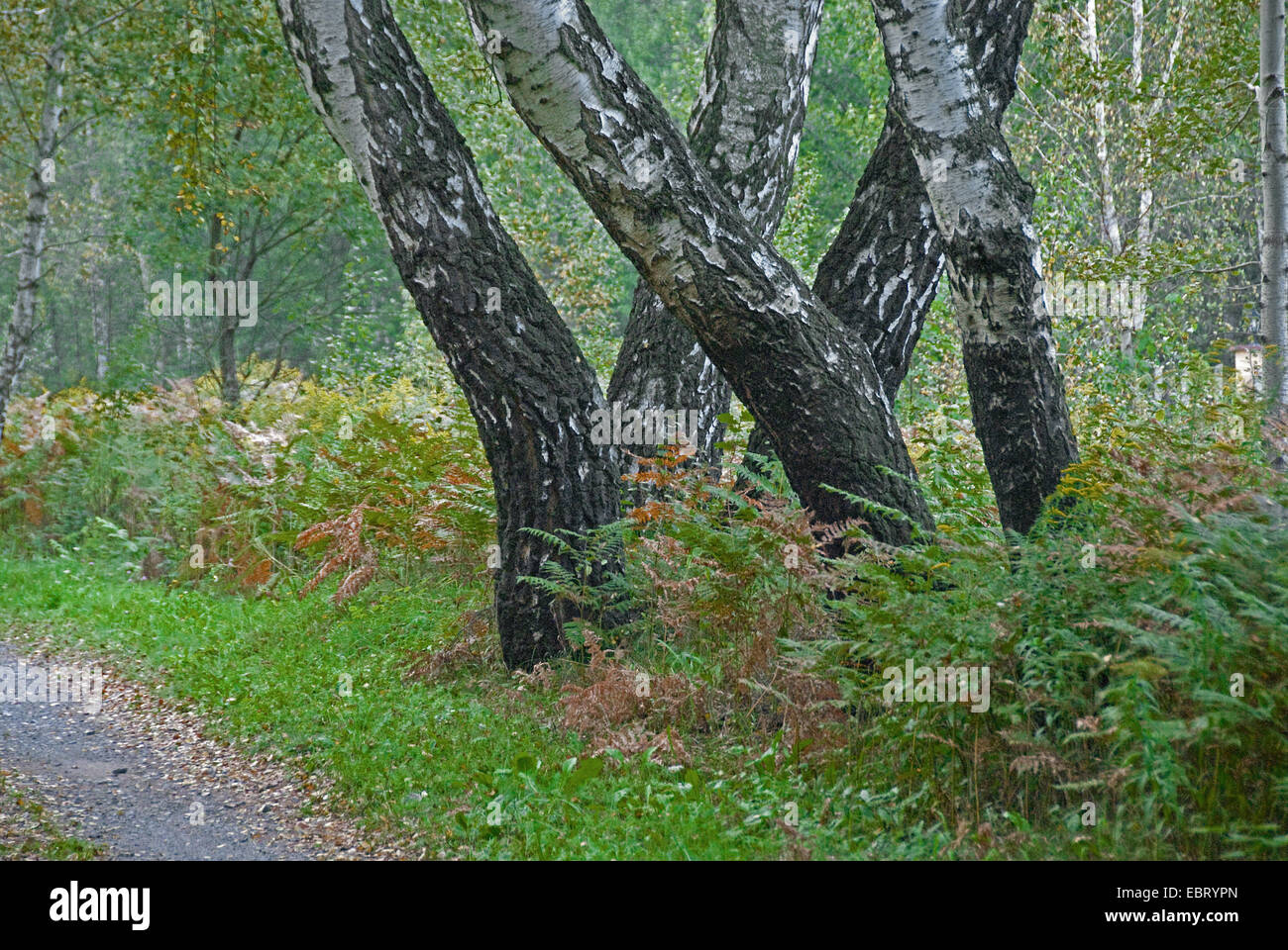 Bouleau commun, le bouleau verruqueux, bouleau blanc européen, le bouleau blanc (Betula pendula, Betula alba), avec la grande fougère, Pteridium aquilinum, Allemagne Banque D'Images