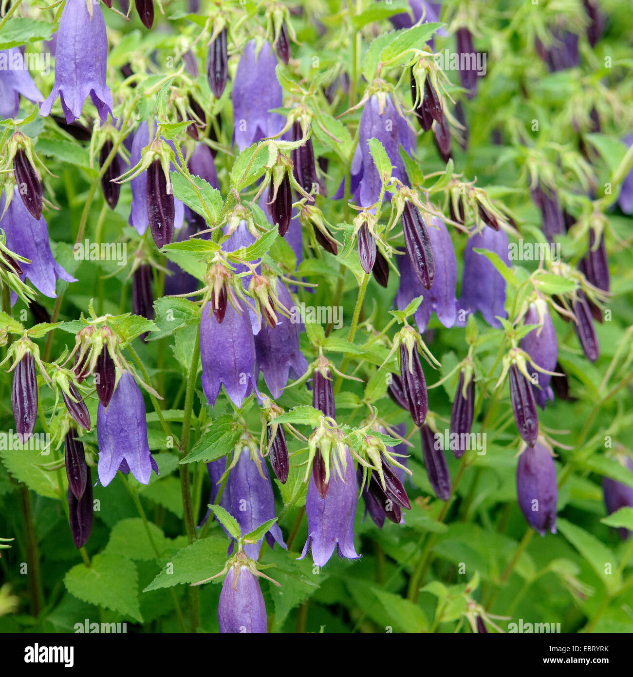 Repéré la campanule (Campanula punctata 'Sarastro', Sarastro Campanula punctata), le cultivar de Sarastro, blooming Banque D'Images