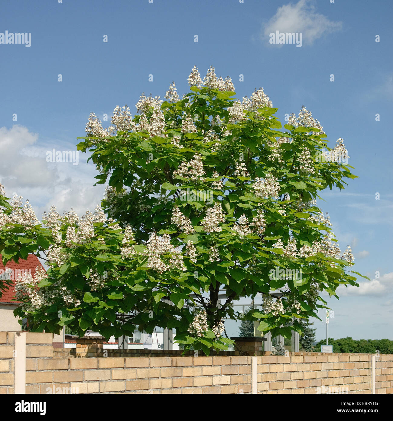Haricot indien (arbre Catalpa bignonioides), l'Allemagne, d'arbres en fleurs Banque D'Images