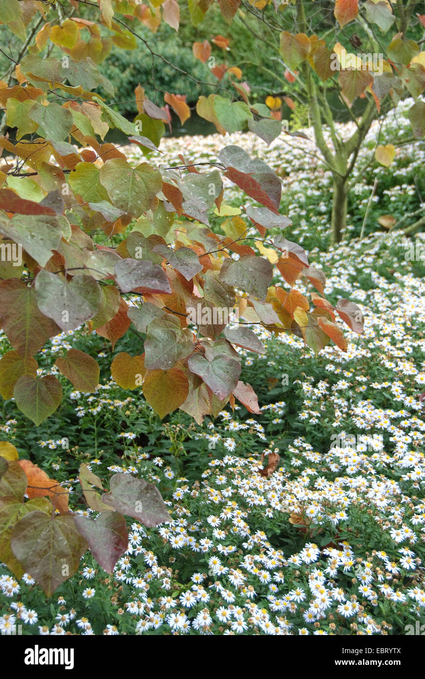 Amérique du Nord de red bud (Cercis canadensis 'Forest Pansy', Cercis canadensis Forest Pansy), le cultivar Forest Pansy, à l'automne Banque D'Images