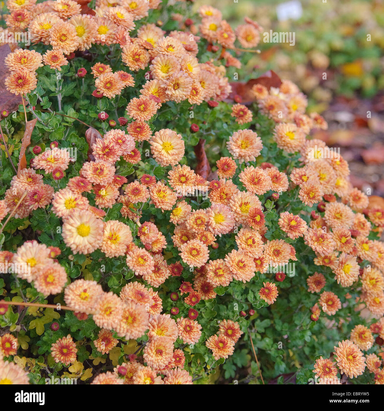 Costmary, Aster, chrysanthème, Chinois, Jardin Maman Maman (Dendranthema x grandiflorum, Dendranthema grandiflorum, Dendranthema indica, Chrysanthemum Chrysanthemum indicum, grandiflorum, Chrysanthemum x grandiflorum), le cultivar Herbstbrokat, blooming Banque D'Images