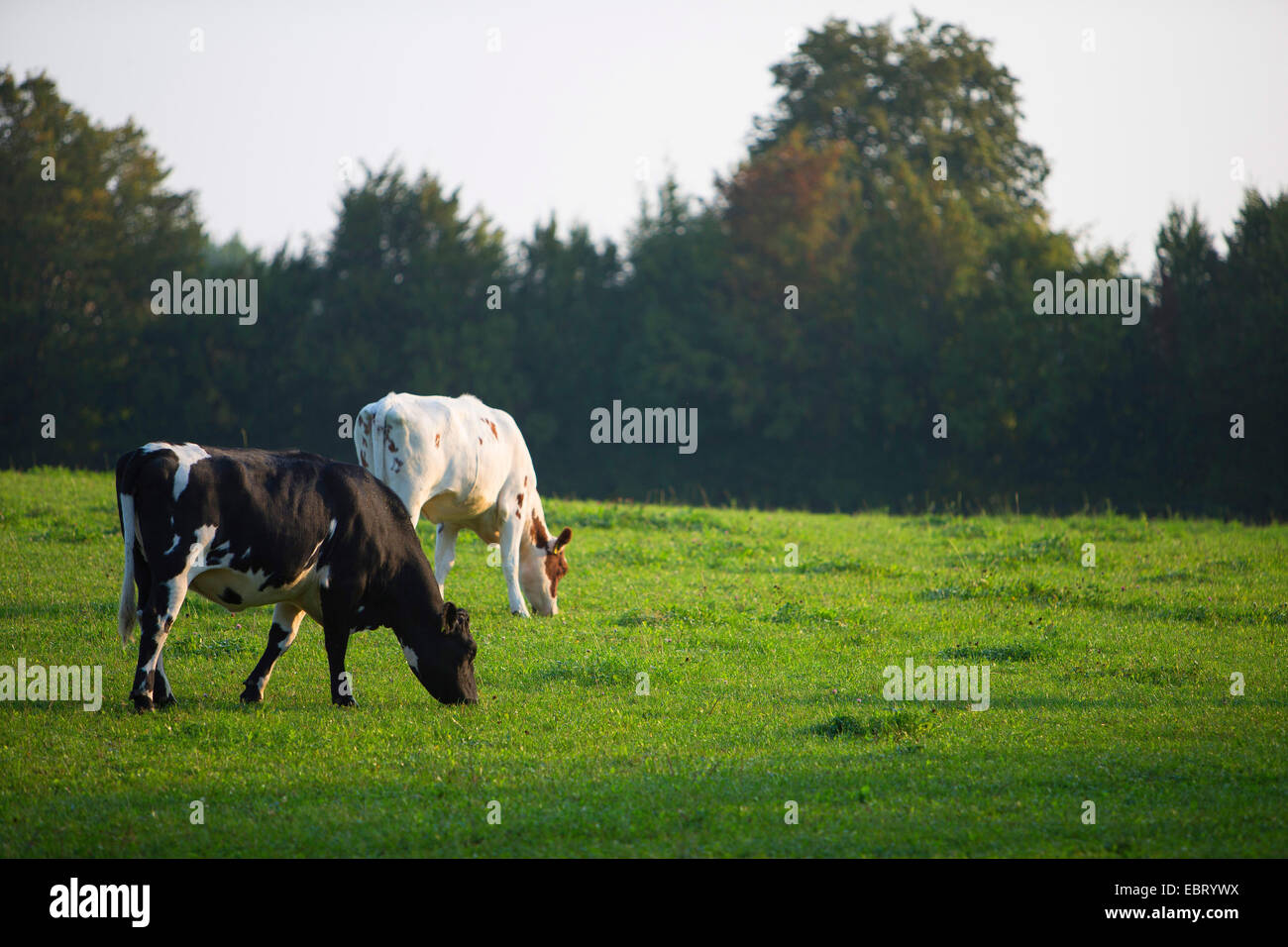 Les bovins domestiques (Bos primigenius f. taurus), deux bêtes qui paissent dans un pâturage, Allemagne, Schleswig-Holstein Banque D'Images