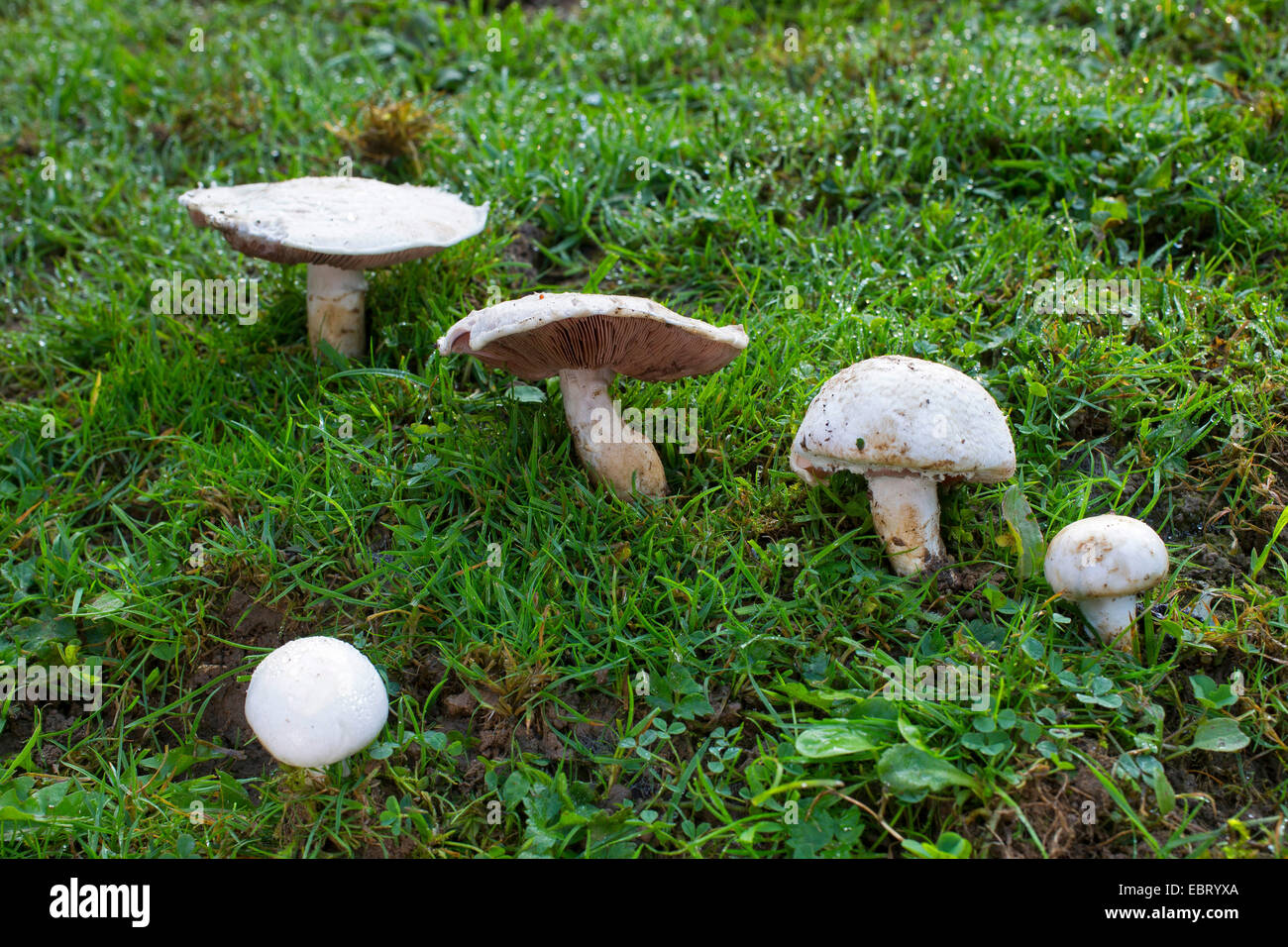 Champignons sur le terrain (Agaricus campestris), dans un pré, Allemagne Banque D'Images