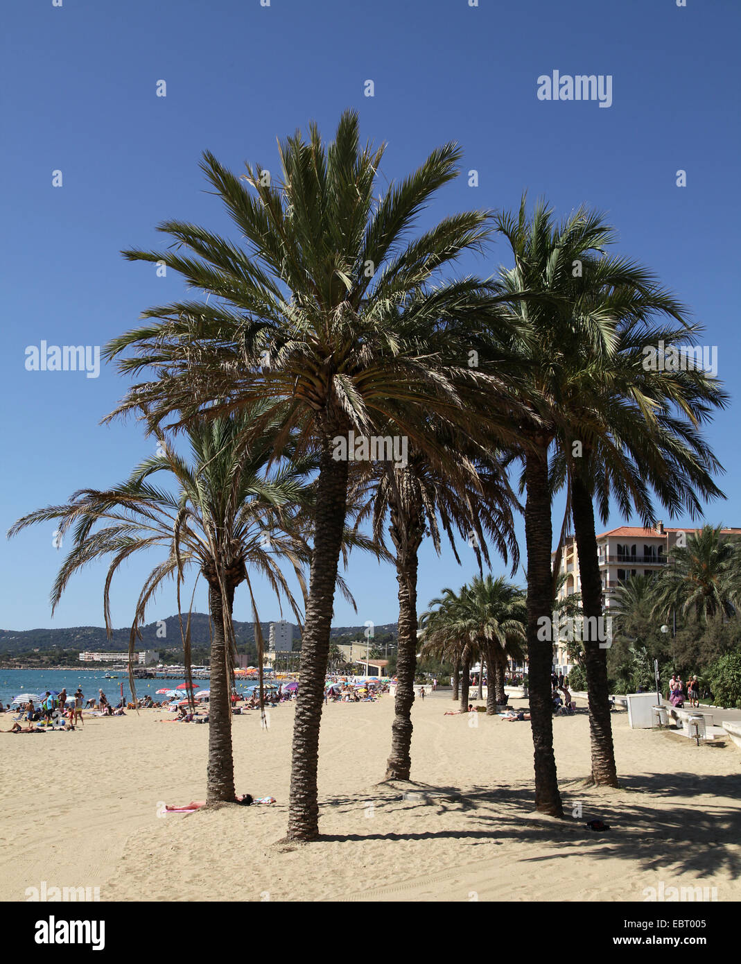 Le lavandou au sud de la france plage avec palmiers.UNE commune du département du Var dans la région Provence-Alpes-Côte d'Azur dans le sud de la France Banque D'Images