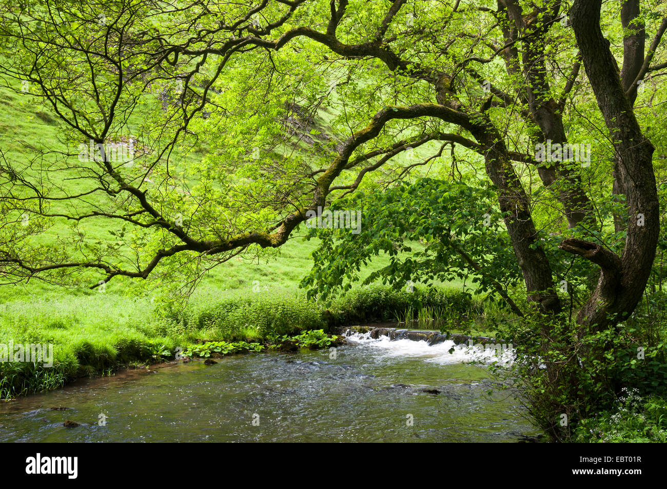 Branches d'un aulne surplombent l'eau de la rivière Dove dans Wolfscote Dale, Derbyshire. Les verts de l'été. Banque D'Images