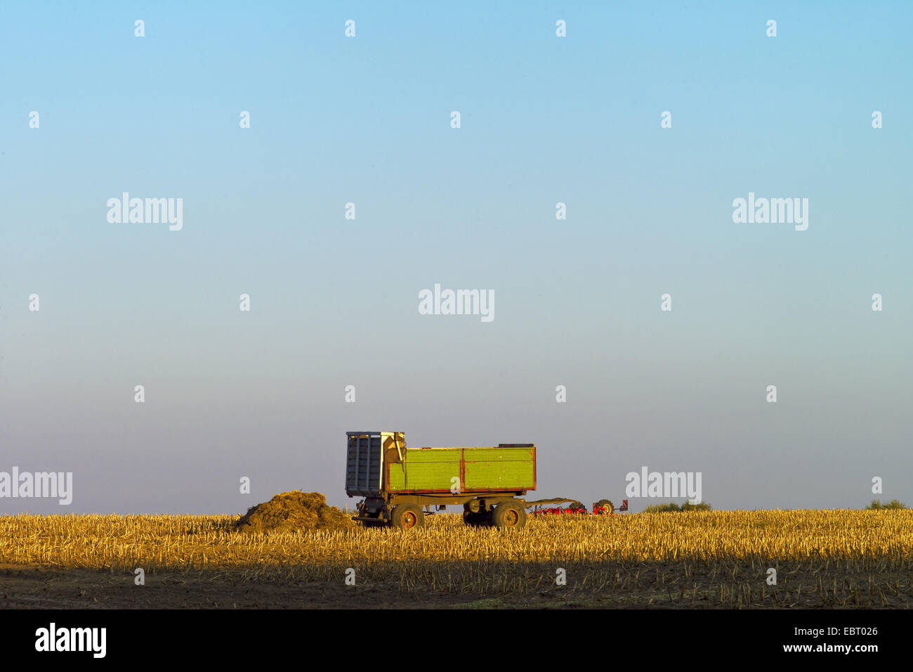 Le maïs, le maïs (Zea mays), sur une remorque agricole vide champ de maïs récolté, en Allemagne, en Basse-Saxe, Haesseringen Banque D'Images