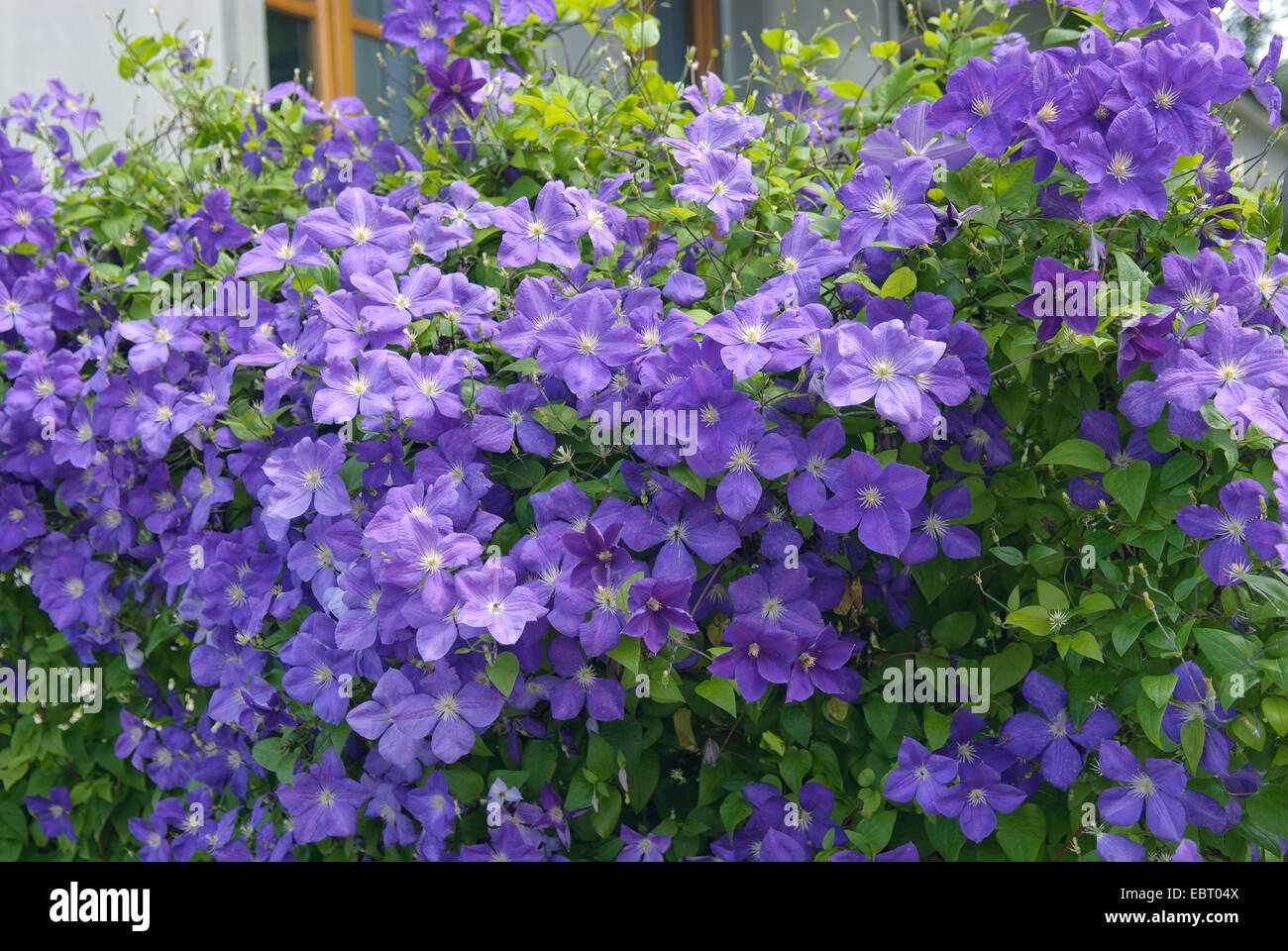 Clématites, de vierges-Bower (Clematis 'Jackmannii', clématite Jackmannii), le cultivar Jackmannii Banque D'Images