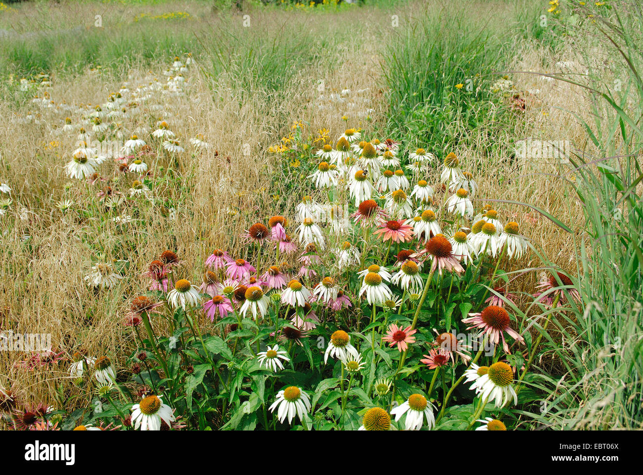 L'Est de l'échinacée (Echinacea purpurea), de concert avec le cultivar Echinacea purpurea 'Alba' Banque D'Images