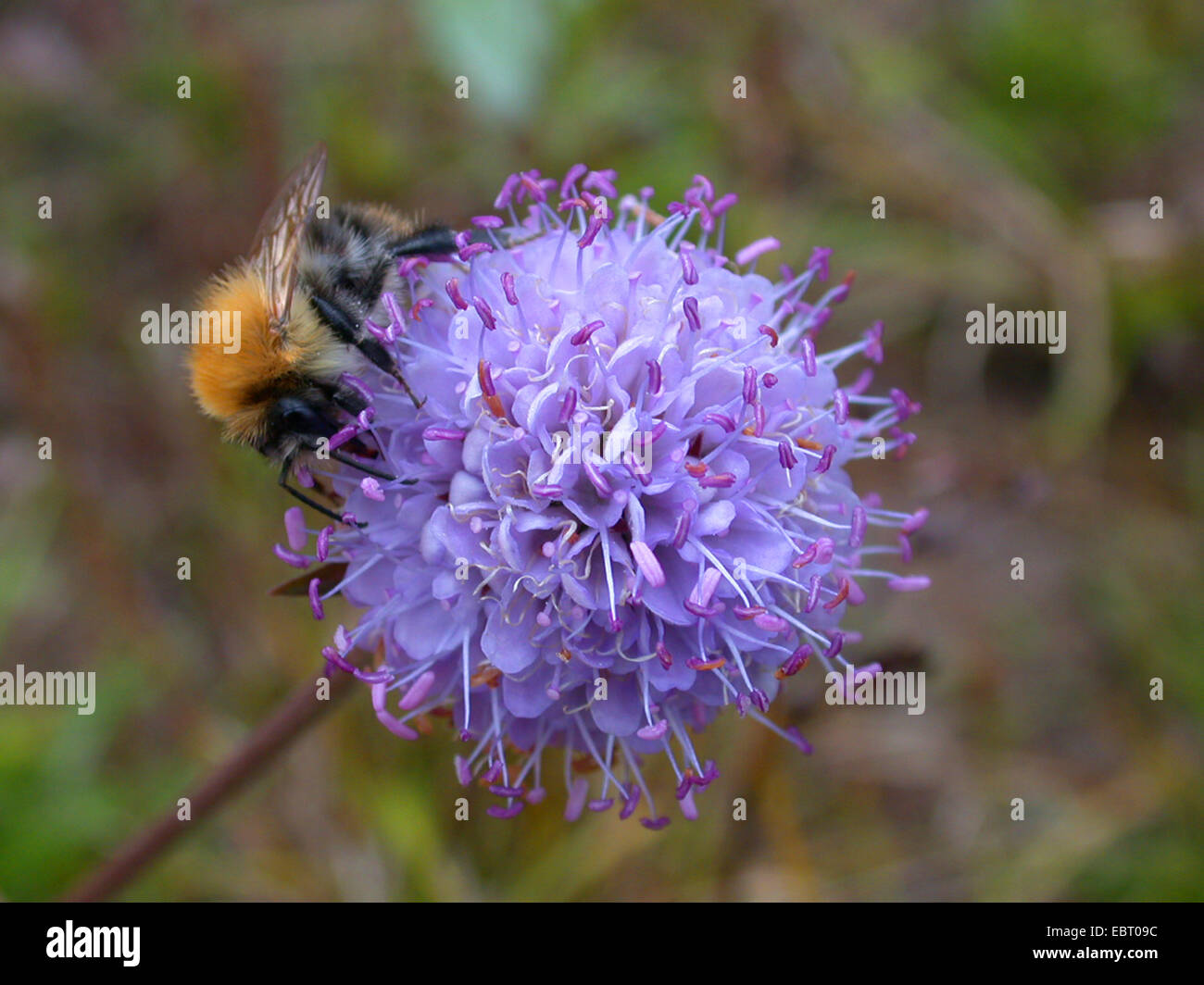 Devil's bit scabious, devil's bits (Succisa pratensis), l'inflorescence avec bourdon, Allemagne Banque D'Images