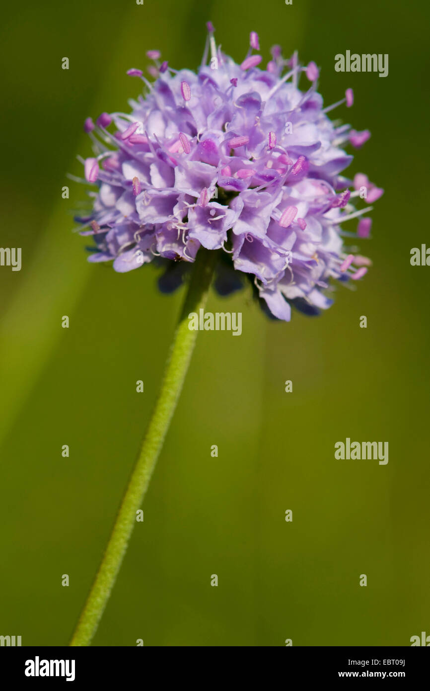 Devil's bit scabious, devil's bits (Succisa pratensis), l'inflorescence, Allemagne Banque D'Images