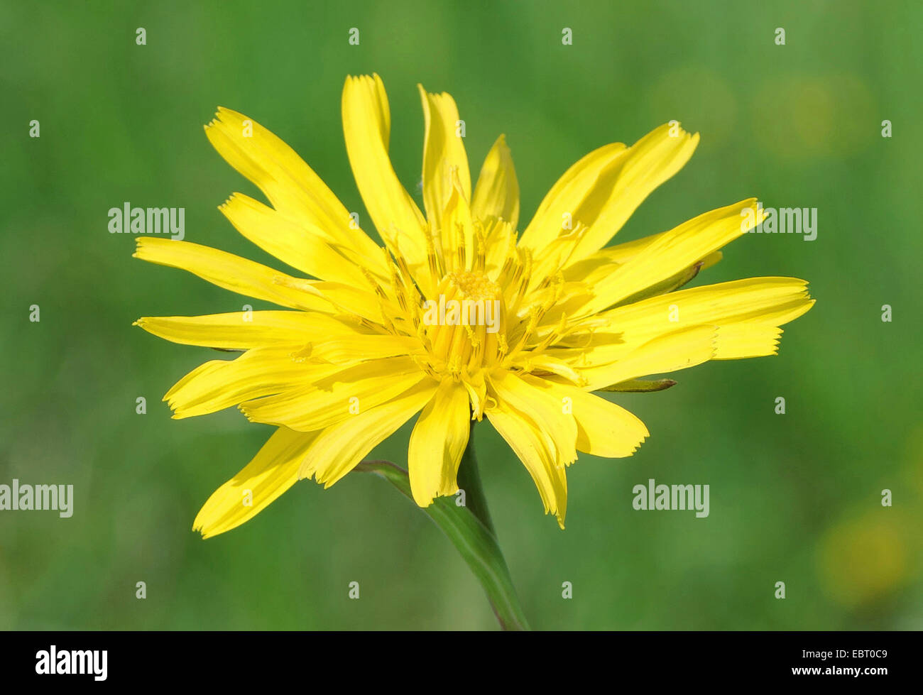 Goet Oriental's Beart, Jack-Go To-Bed At-Noon--(Tragopogon pratensis subsp. orientalis, Tragopogon orientalis), fleur, Allemagne, Bavière, Oberbayern, Haute-Bavière, Murnauer Moos Banque D'Images