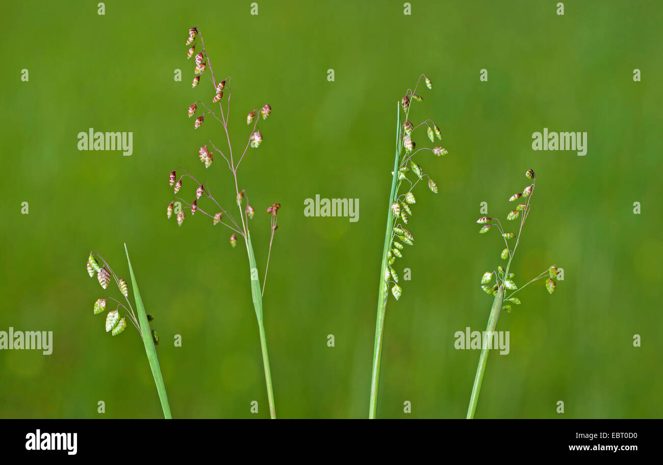 Quaking-herbe, vache-quake, Didder, Tramage-grass, cuscute-herbe, Doddering Dillies, Doddle-herbe, tremblements de terre, s'agiter-joggles, Jockey-herbe, Lady's-cheveux, Maidenhair-herbe, Pearl de l'herbe, des Quakers, des Quakers-et-shakers, hoche-herbe, Tottergrass, Wag-wantons (Briza media), la floraison, Allemagne, Bavière, Oberbayern, Haute-Bavière, Murnauer Moos Banque D'Images