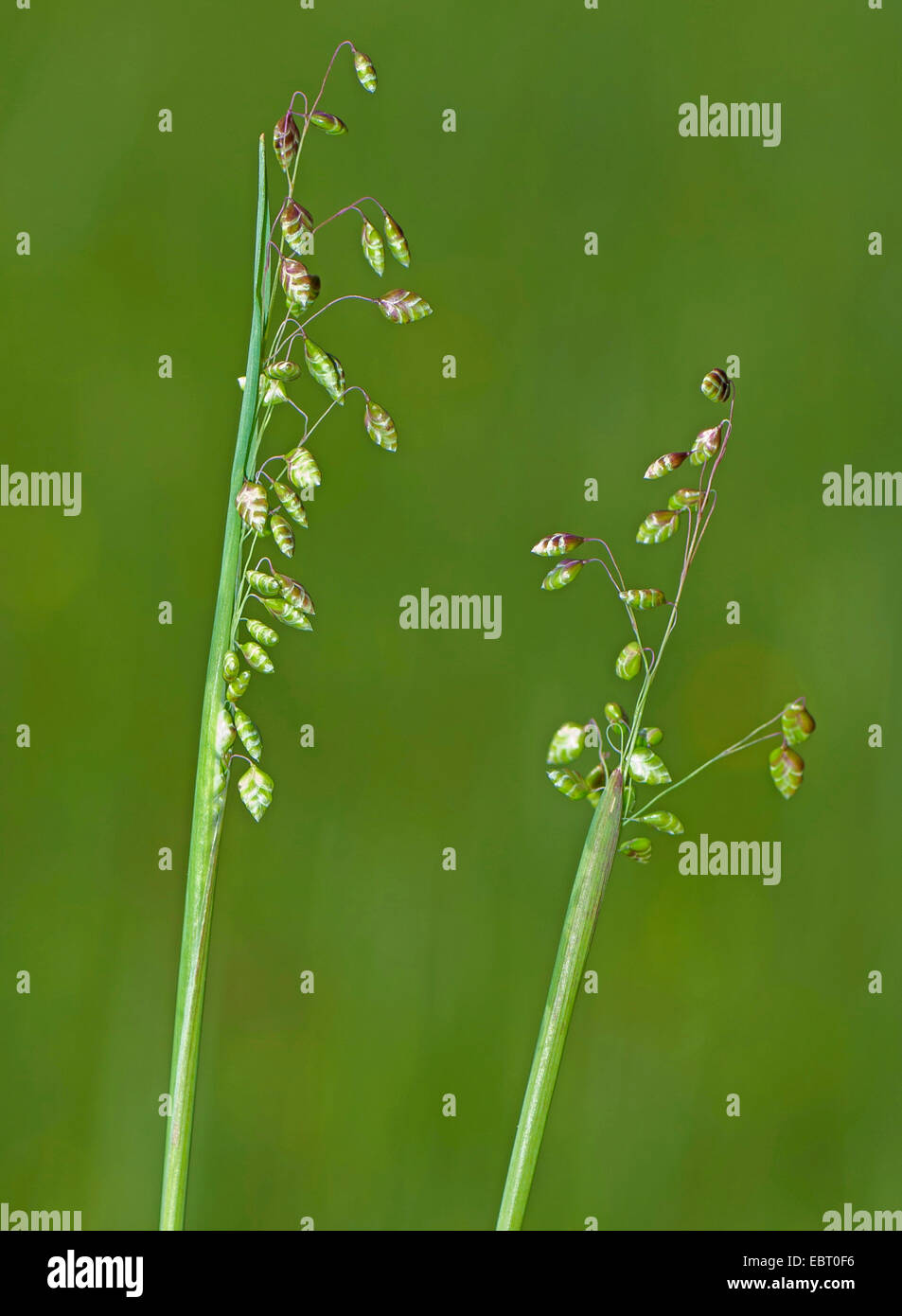 Quaking-herbe, vache-quake, Didder, Tramage-grass, cuscute-herbe, Doddering Dillies, Doddle-herbe, tremblements de terre, s'agiter-joggles, Jockey-herbe, Lady's-cheveux, Maidenhair-herbe, Pearl de l'herbe, des Quakers, des Quakers-et-shakers, hoche-herbe, Tottergrass, Wag-wantons (Briza media), la floraison, Allemagne, Bavière, Oberbayern, Haute-Bavière, Murnauer Moos Banque D'Images