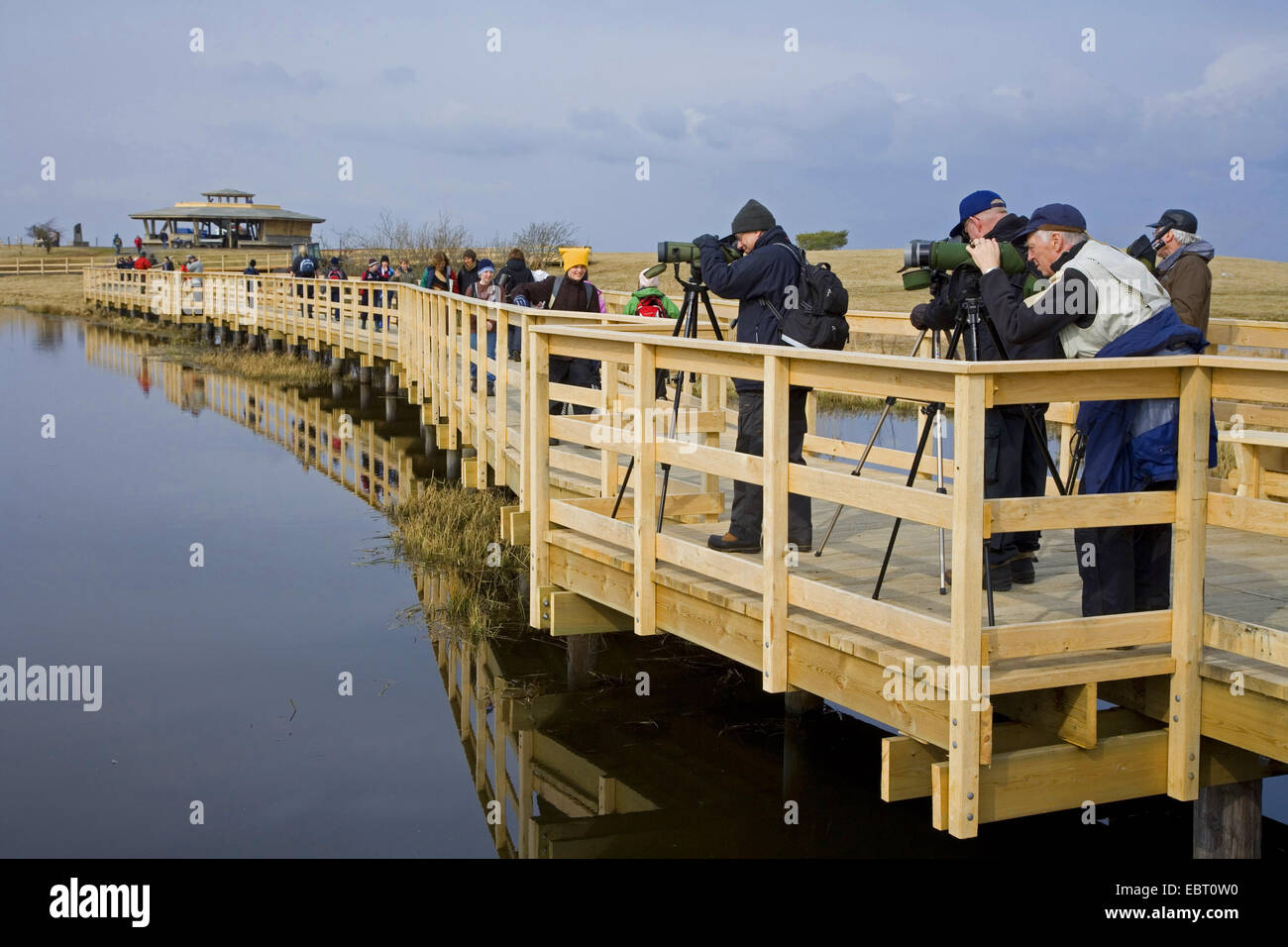 Grue cendrée (Grus grus), les visiteurs du centre d'accueil des zones humides au lac Hornborga durant la migration de printemps des grues, la Suède, l'Hornborga Banque D'Images