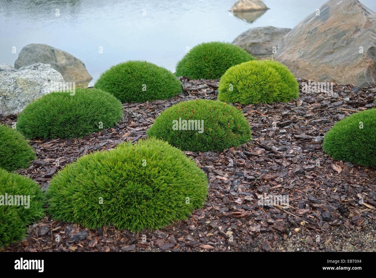 Le pin mugo, pin (Pinus mugo pumilio, Pinus mugo var. pumilio), topiary Banque D'Images