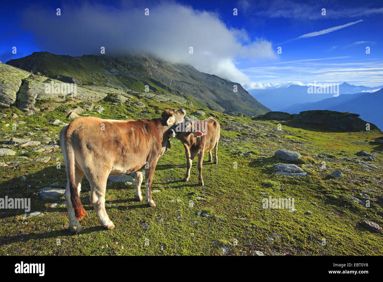 (Aurochs) bovins domestiques (Bos taurus, Bos primigenius), deux vaches sur l'alpage, Suisse, Grisons, Engadine Banque D'Images