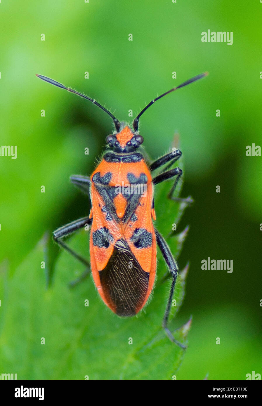 Fire bug (Corizus hyoscyami), assis sur une feuille, Allemagne, Bavière, Oberbayern, Haute-Bavière Banque D'Images