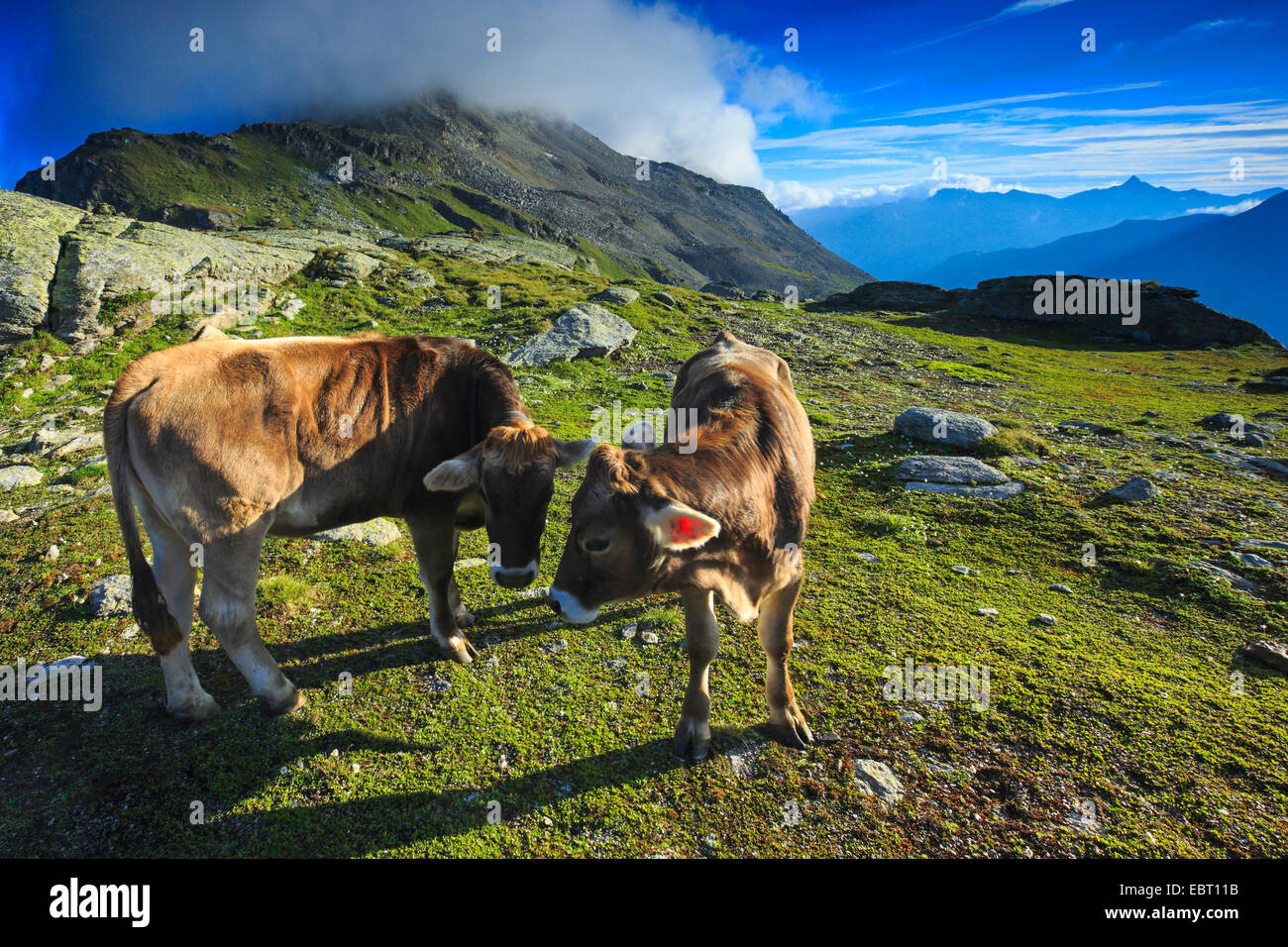 (Aurochs) bovins domestiques (Bos taurus, Bos primigenius), deux vaches sur l'alpage, Suisse, Grisons, Engadine Banque D'Images
