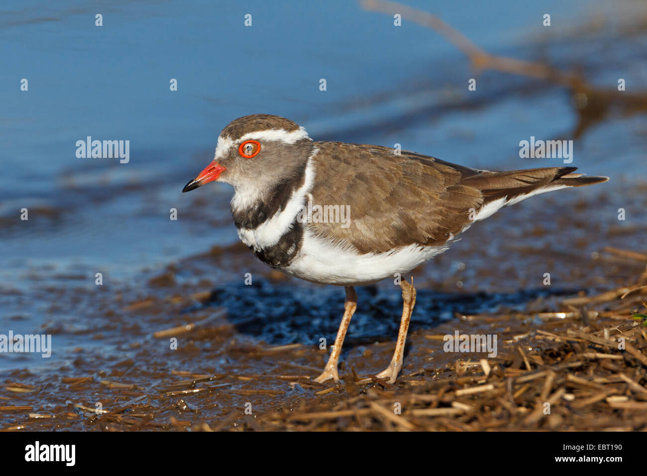 Trois-banded Plover (Charadrius tricollaris), au bord de l'eau, l'Afrique du Sud, Krueger National Park Banque D'Images