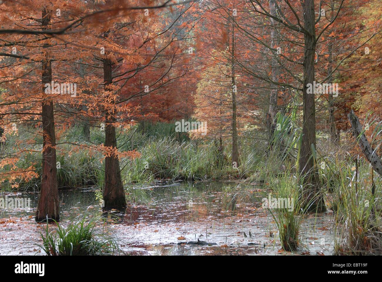Baldcypress (Taxodium distichum), dans un lac dans un étang Banque D'Images