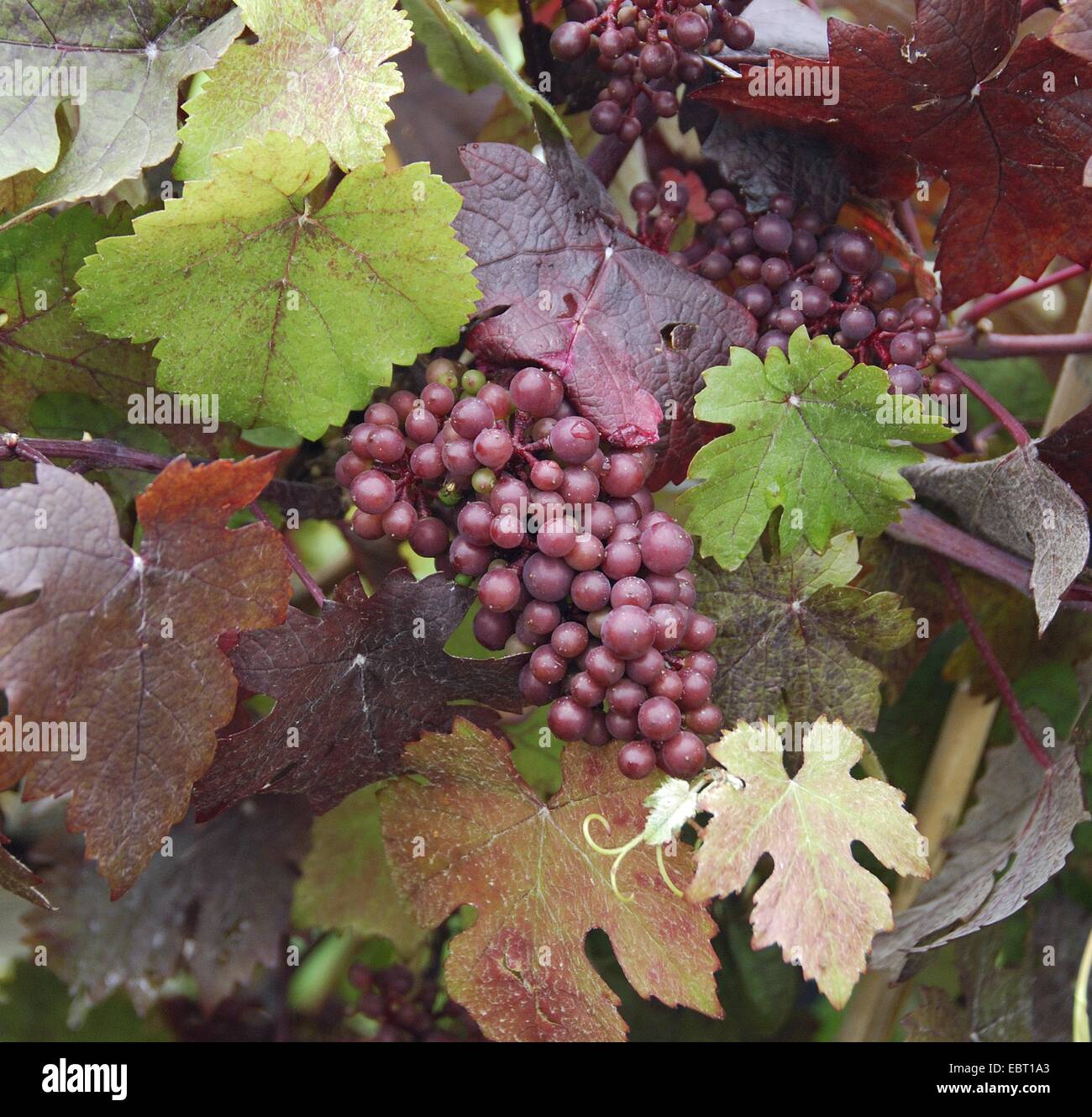 Vigne raisin, vigne (Vitis vinifera 'Purpurea', Vitis vinifera purpurea), le cultivar purpurea, Allemagne Banque D'Images