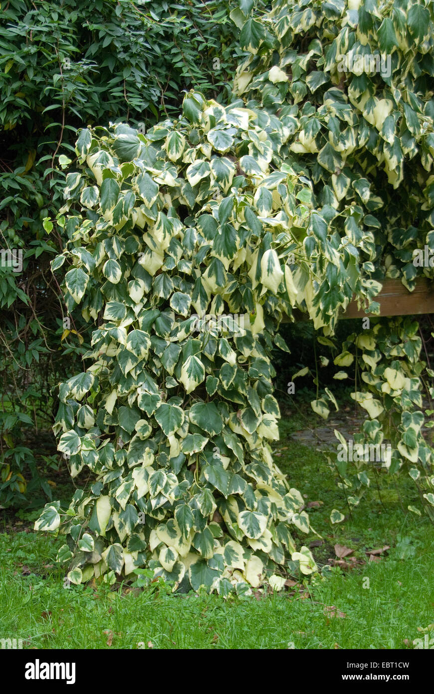 Le lierre, de Colchide lierre (Hedera colchica 'Dentata Variegata', Hedera colchica Dentata Variegata), le cultivar Dentata Variegata Banque D'Images