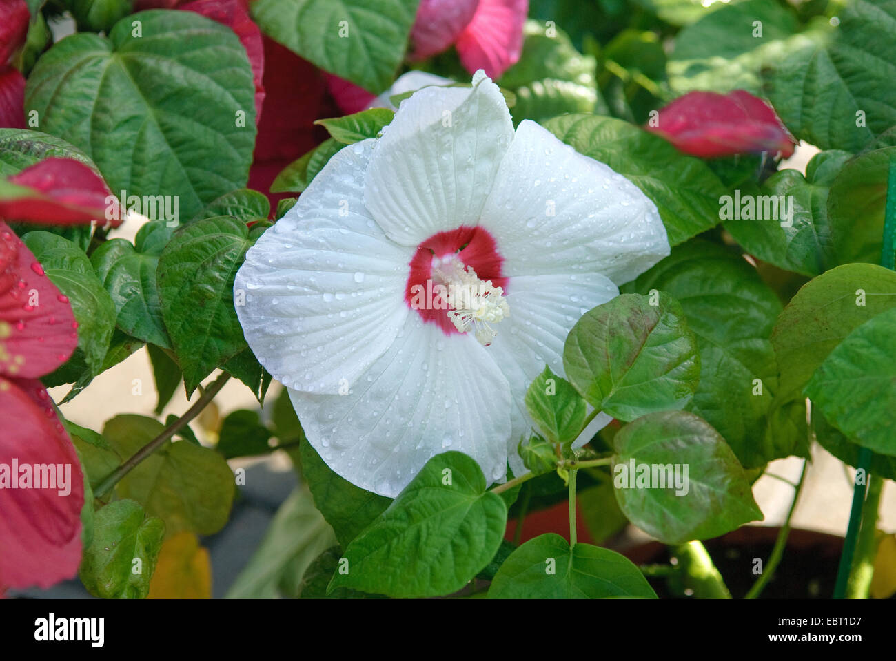 Ketmie des marais, la mauve rose (Hibiscus moscheutos 'Luna White', l'Hibiscus moscheutos Luna blanc), le cultivar Luna, fleur blanche Banque D'Images