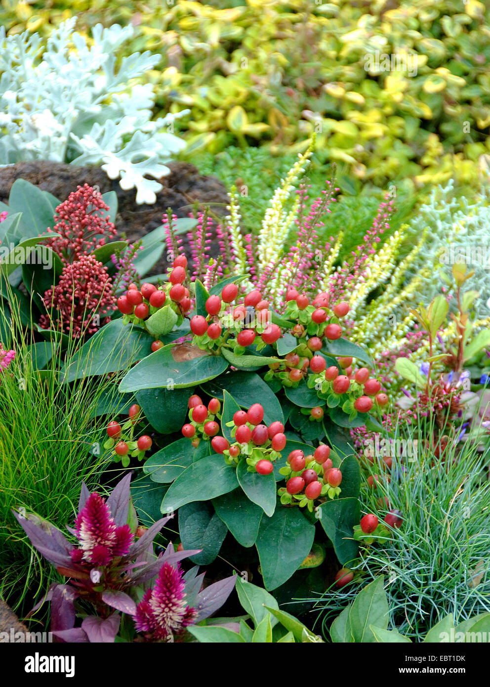 Hypericum Rouge Herbstbepflanzung, Johanniskraut (Hypericum x inodorum rouge magique ...