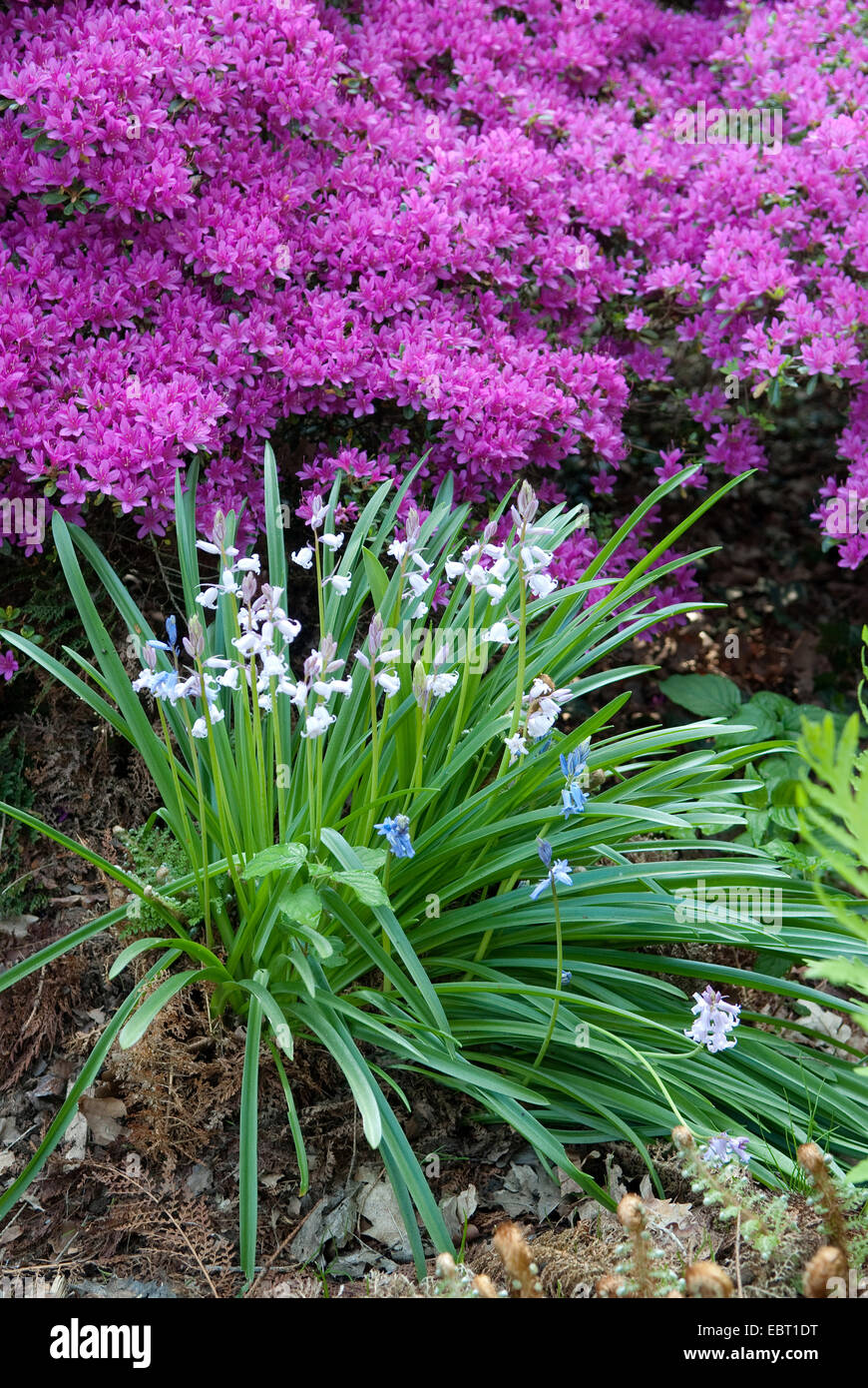 Bluebell espagnol (Hyacinthoides hispanica), qui fleurit en face de Rhododendron obtusum Banque D'Images