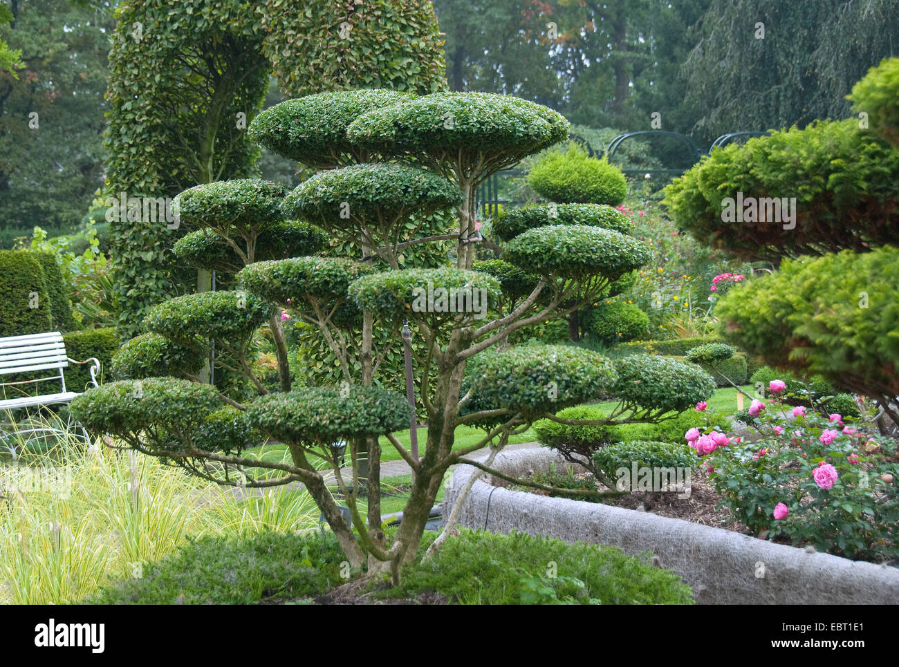 Le houx (Ilex crenata japonais), jardin bonsai Banque D'Images