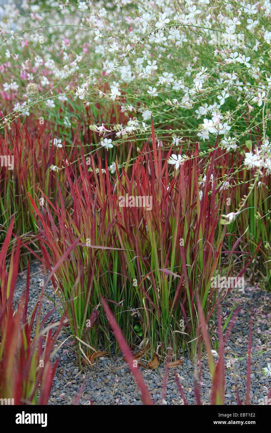 Woollygrass, sang japonais Gras (Imperata cylindrica 'Red Baron', Imperata cylindrica Red Baron), le cultivar Baron Rouge, avec Gaura lindheimeri Banque D'Images