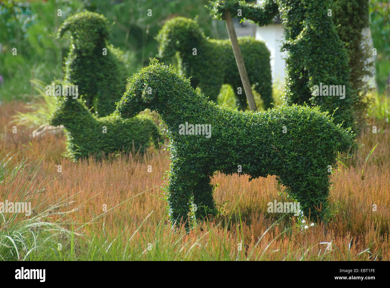 Ligustrum (troène, Ligustrum delavayanum, Ligustrum ionandrum), en forme de mouton buissons Banque D'Images