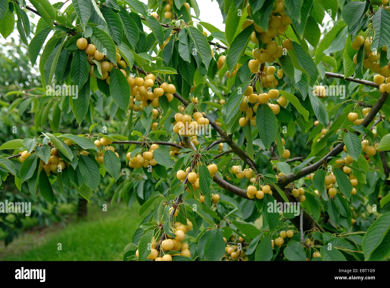 Cherry Tree, Sweet cherry (Prunus avium 'rogans Gelbe', Prunus avium Drogans Gelbe), le cultivar Drogans Gelbe Banque D'Images