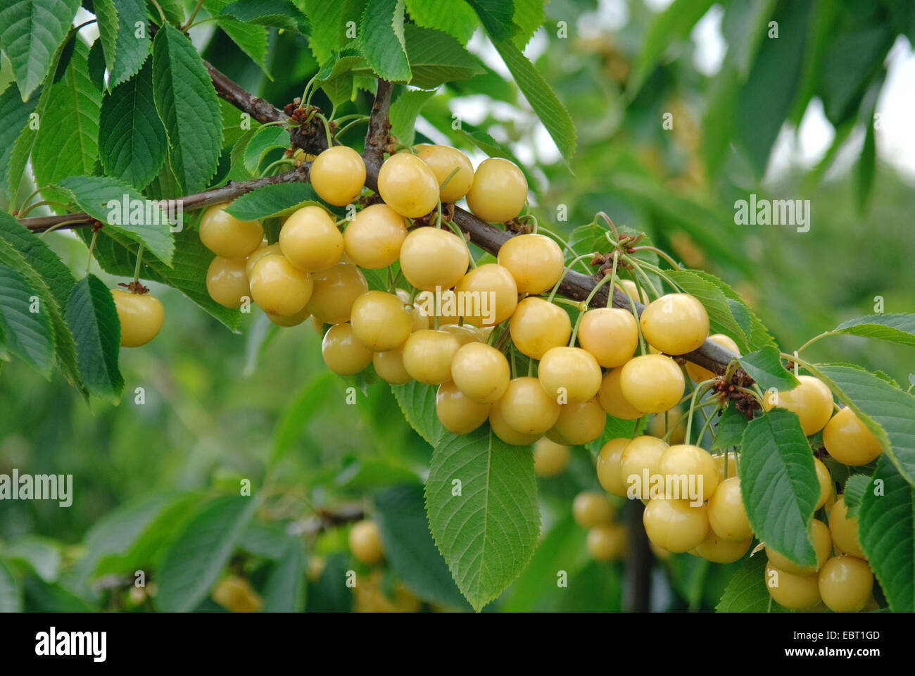 Cherry Tree, Sweet cherry (Prunus avium 'rogans Gelbe', Prunus avium Drogans Gelbe), le cultivar Drogans Gelbe Banque D'Images