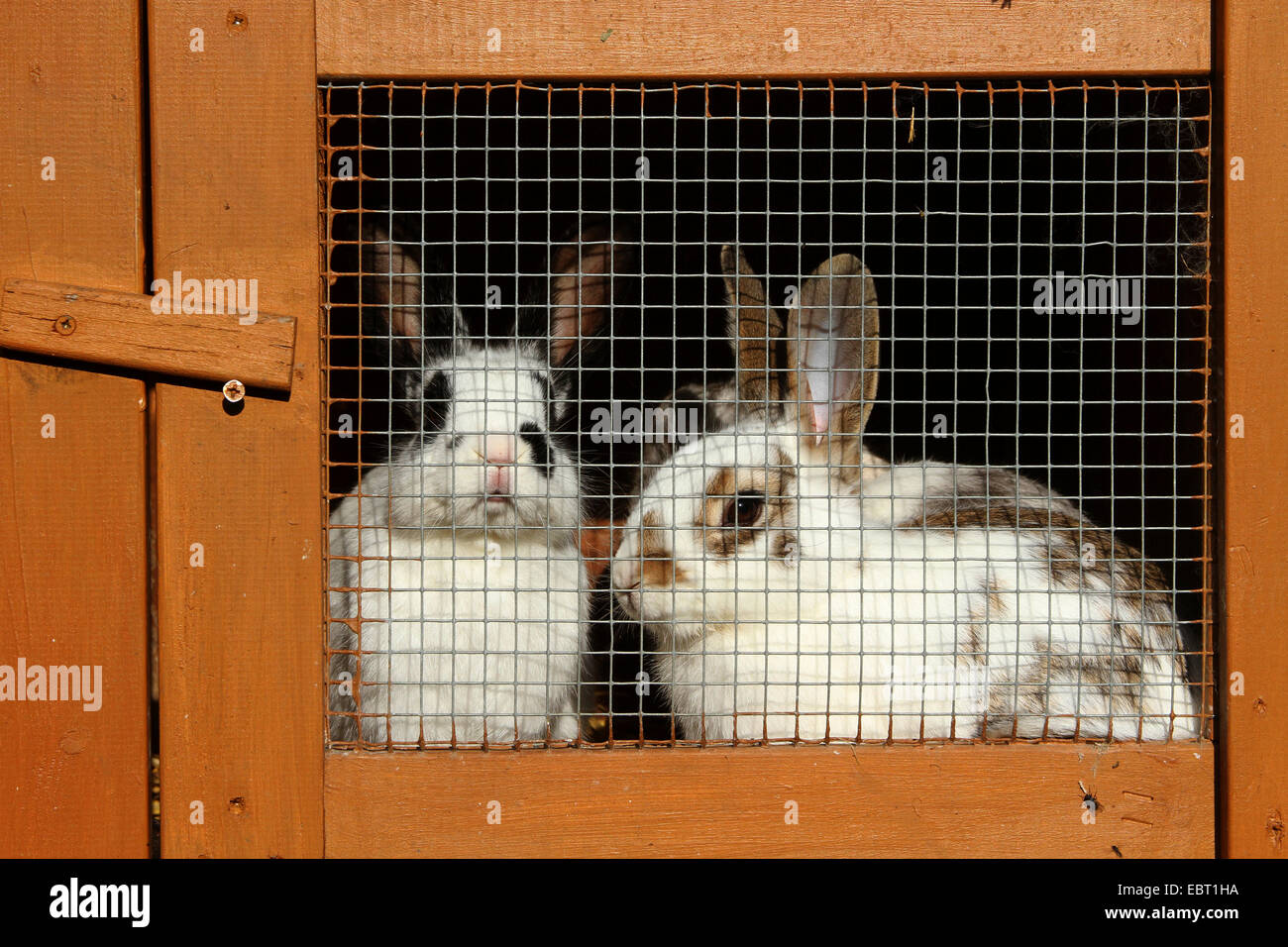 Lapin nain (Oryctolagus cuniculus f. domestica), dans une huche désignés pour l'abattage, l'Allemagne, NRW Banque D'Images