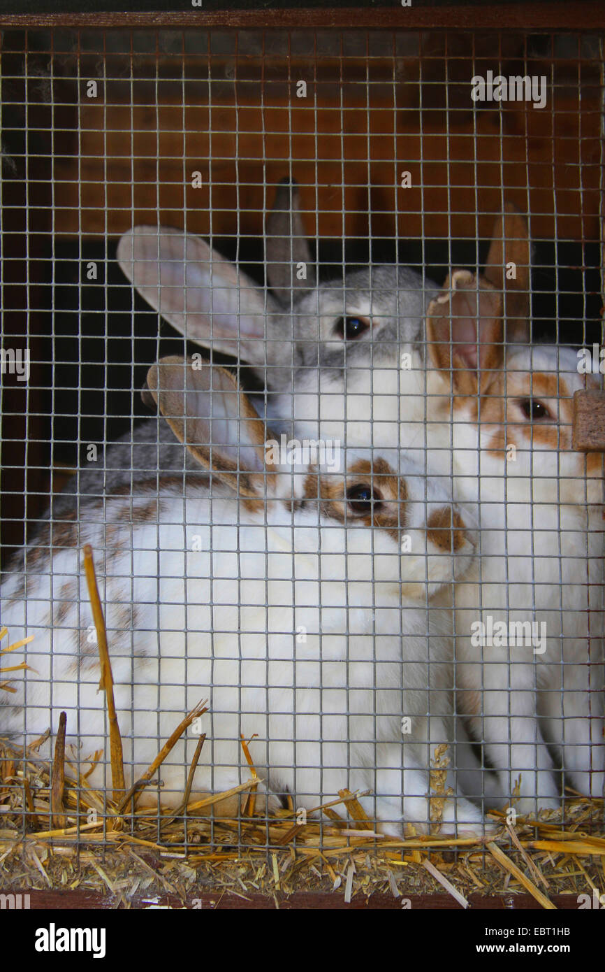 Lapin nain (Oryctolagus cuniculus f. domestica), dans une huche désignés pour l'abattage, l'Allemagne, NRW Banque D'Images