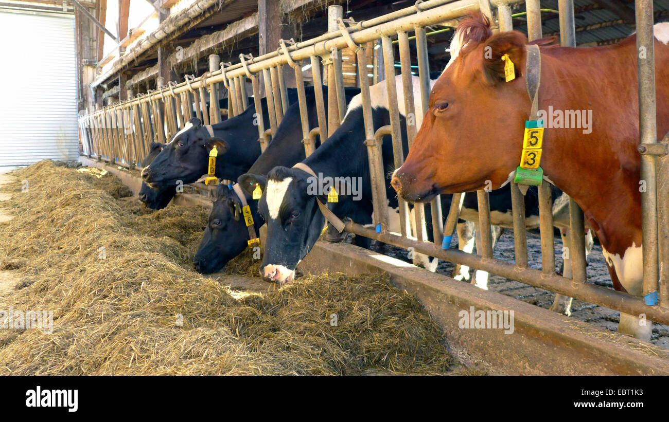Les bovins domestiques (Bos primigenius f. taurus), nourrir les vaches dans une ferme d'engraissement, Allemagne Banque D'Images