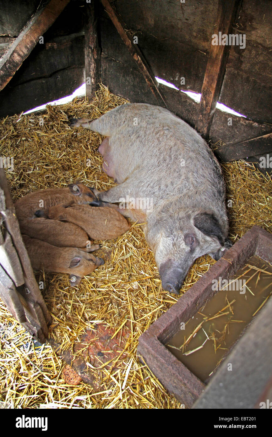 Cochon laineux (Sus scrofa domestica), f. de truies et de porcelets de dormir dans l'étable Banque D'Images